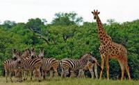 Zebras and Girafa